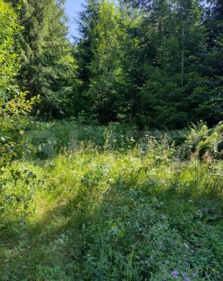 Teren 30 ari cu padure si faneata in Lunca Ilvei - 4