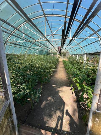 Gospodarie de vanzare - 4