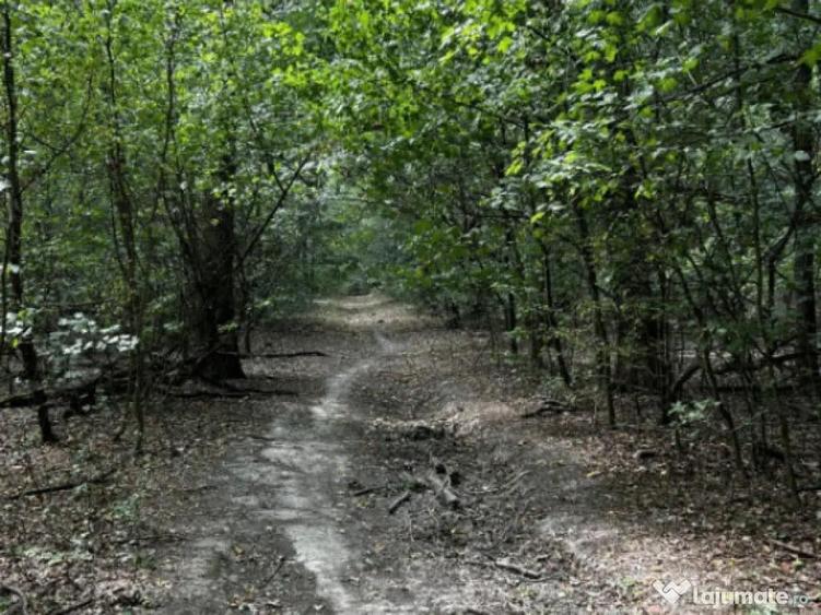 Raritate absoluta: Teren 20.000 mp in inima Padurii Banea - 7