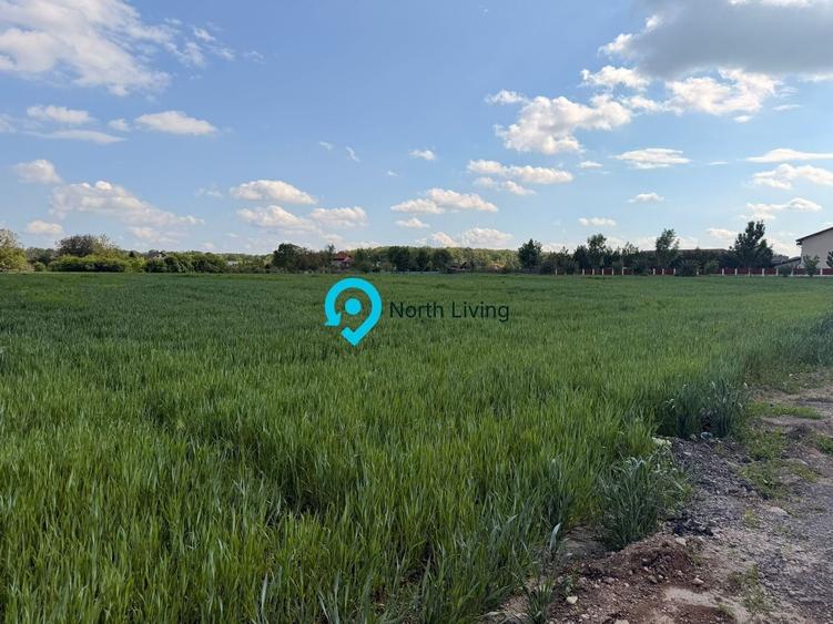 Teren Snagov - Cioflinceni | Drum amenajat | Aproape de Padure si Lac - 3