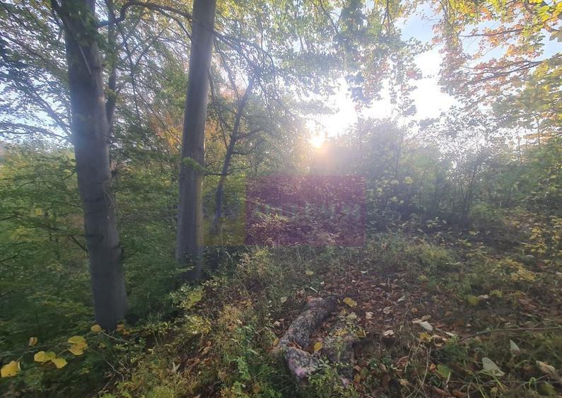 Teren intravilan de vanzare in Telega - 13