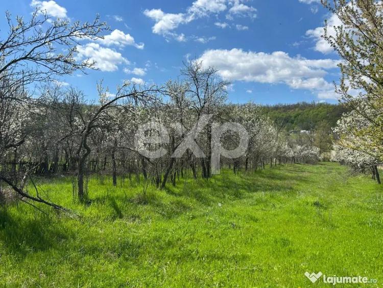 Casa la ?ara cu teren 3940 mp ?i livada zona lini? - 4