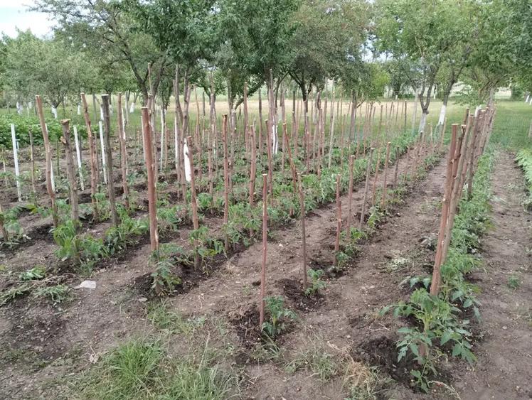 Vand casa sat Dorobanti - 6