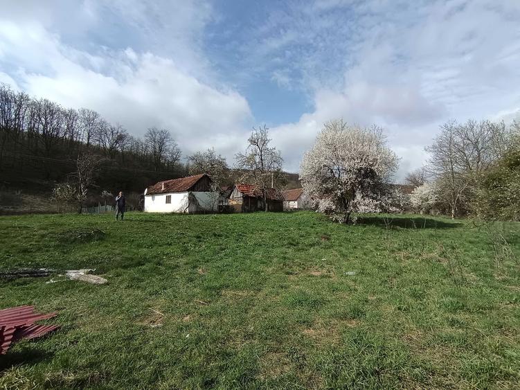 Tern cu casa batraneasca de vanzare - 3