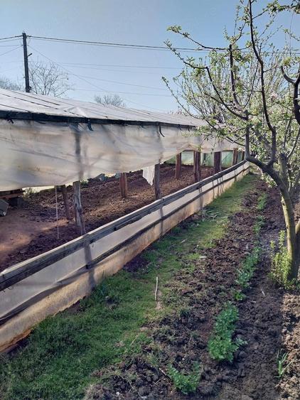 Vand casa ( teren 2.000 mp) in sat Pietrele, jud. Giurgiu - 7