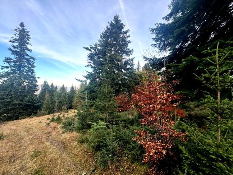 Vanzare 5,3 ha pasune deasupra Voronetului Suceava - Proiect Turistic - 17