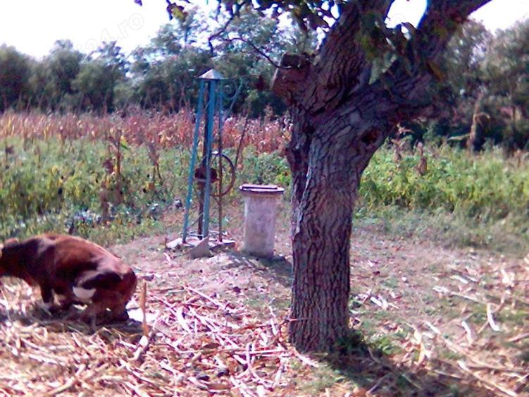 DE vanzare casa, curte si gradina Slatioarele jud Ialomita - 4