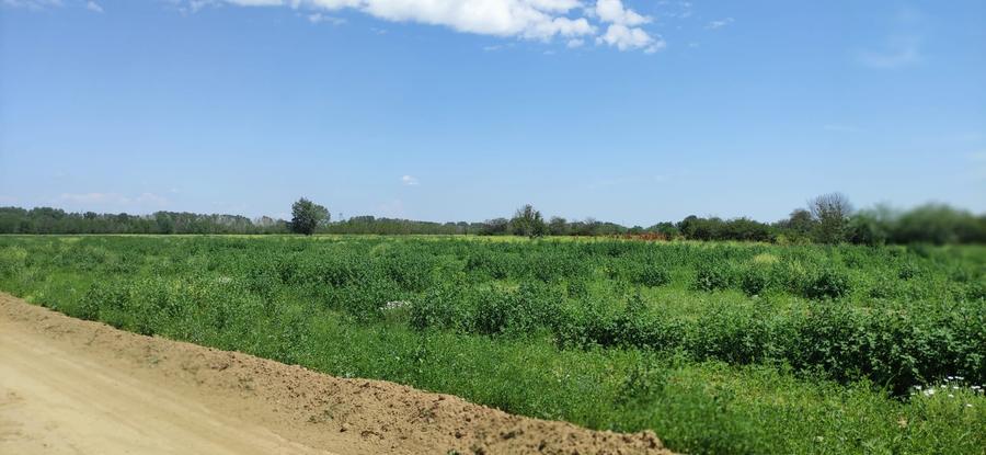 Teren Construcții intravilan de 21820 mp, în Dărăști-Ilfov
