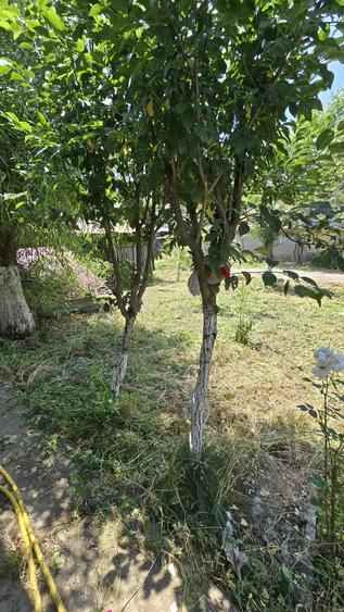Teren si casa batraneasca - 4