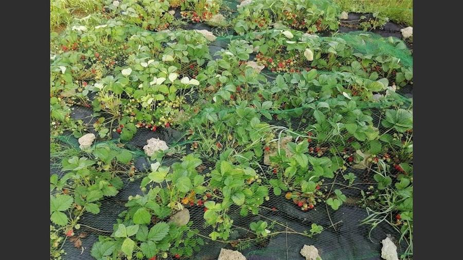 House for sale, 3 Rooms, 121 sqm, Giurgiu - 17