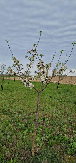 teren de vanzare - 1