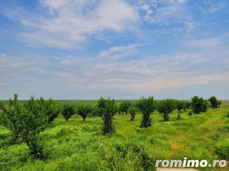 Domeniu, 9,5 ha, 25 KM de Timisoara - 1