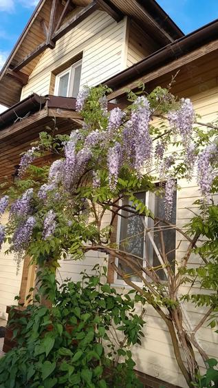 Vand casa cu teren. - 9