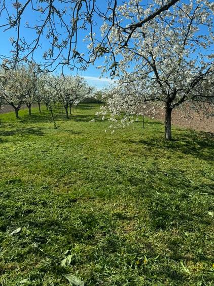 Casa de vanzare Tasnad  - 3