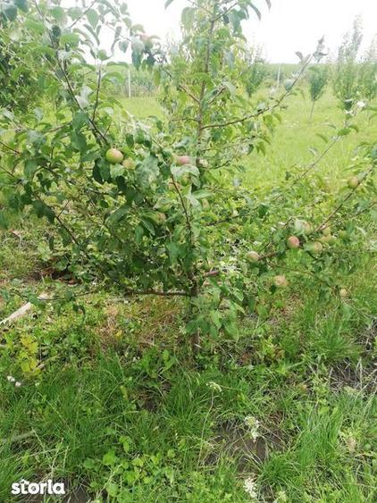 Vand TEREN CU LIVADA 23,5 ARI, Scheia, Trei Movile - 3