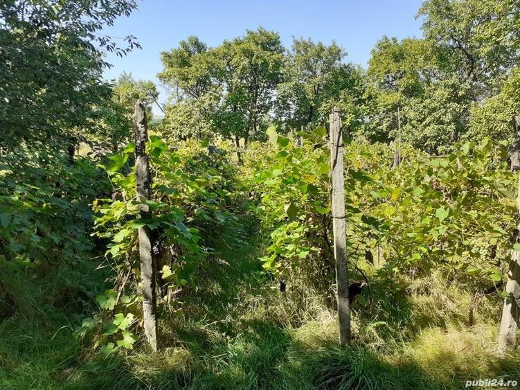 Casa cu teren ?i anexe - 4