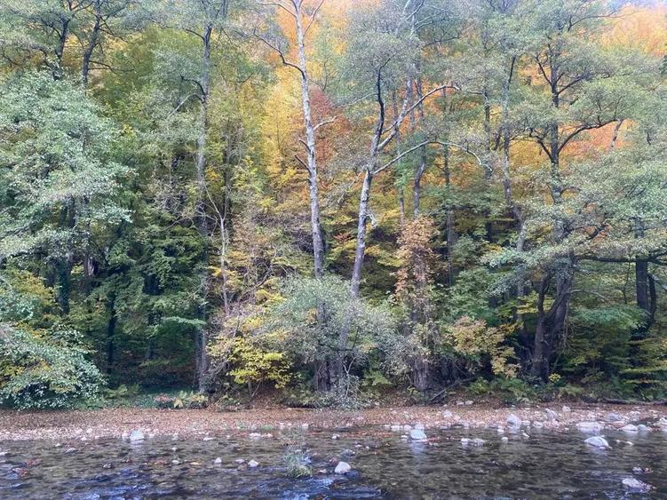 Oportunitate unica ! Proprietate in parc na?ional pe malul Cernei ! - 6