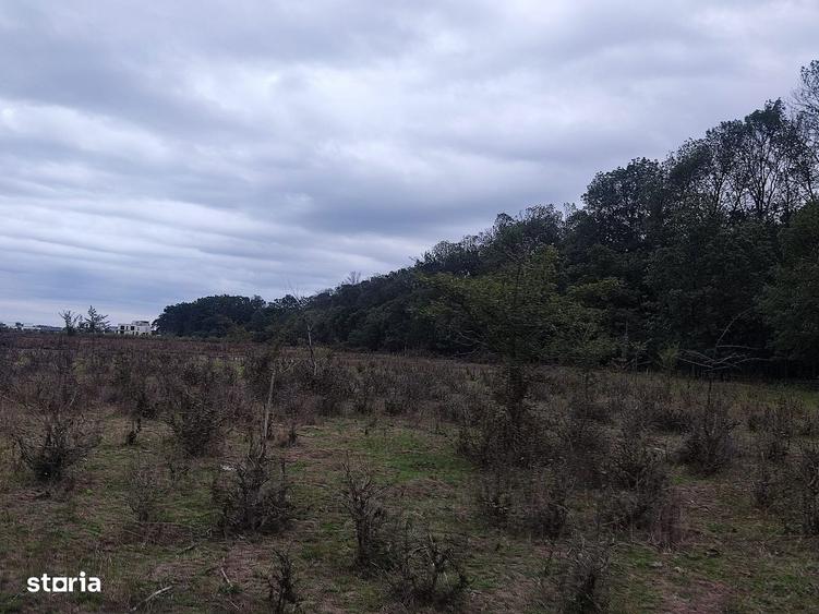 Pipera proprietar,950mp langa padurea Baneasa,vile Manor,OxfordGardens - 1