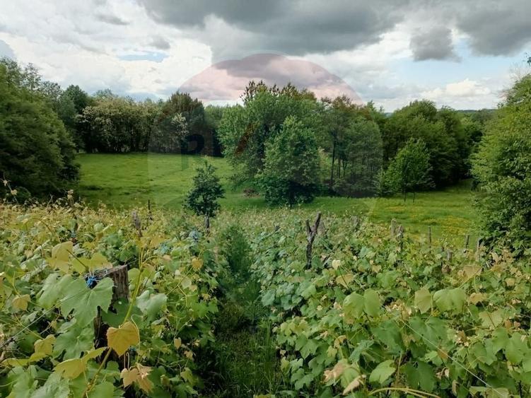 Vânzare casa la munte - zona turistica - Baia de Fier - 26