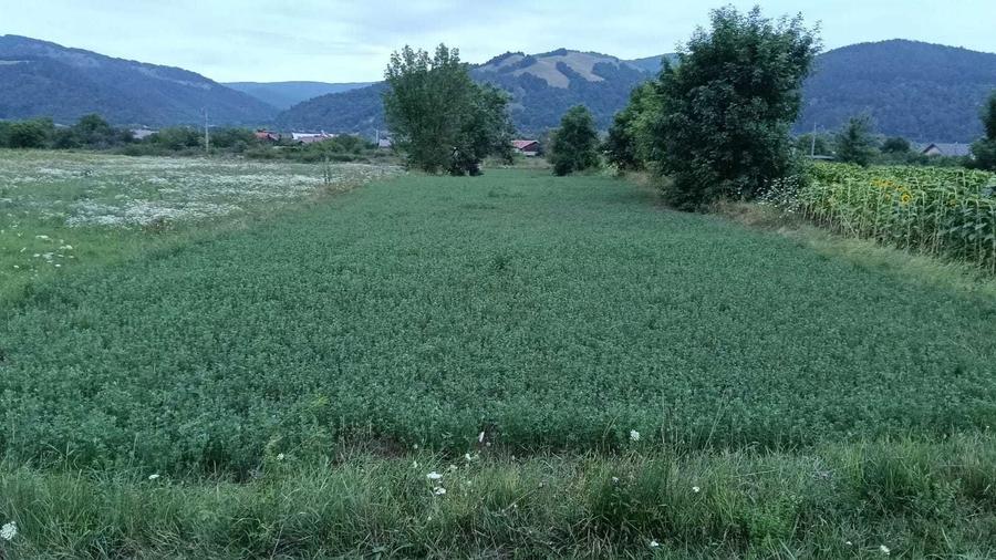 VAND TEREN INTRAVILAN Dofteana, jud. Bacau, 2.039 mp, acces: DN12 - 2