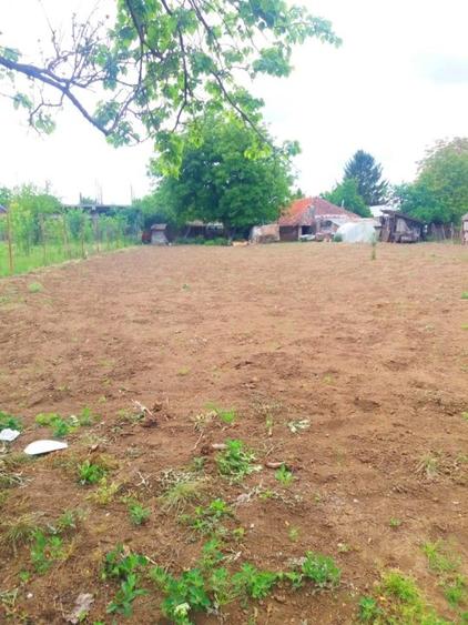 Lipia 10 minute Snagov - 3