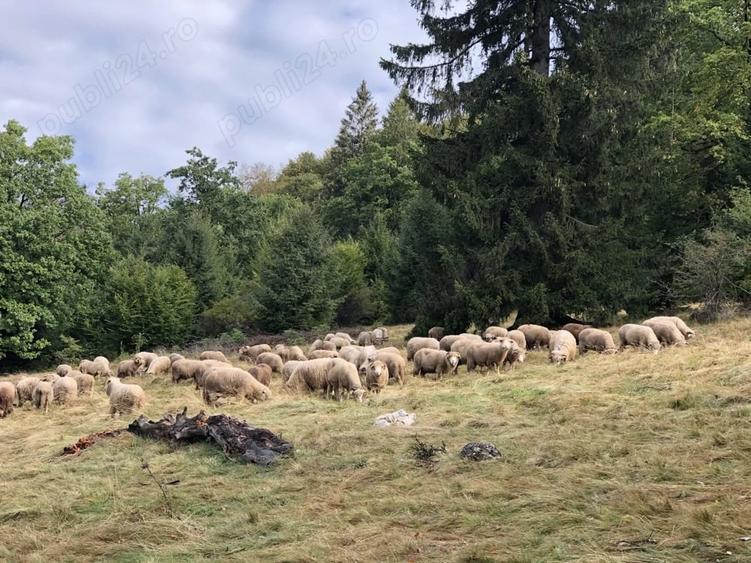 De vanzare 4900 mp extravilan la 4 km de Poiana Bravov - 2
