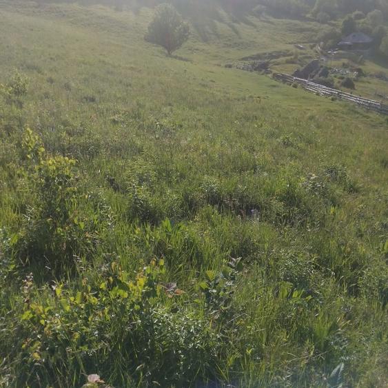 Teren intravilan in Plopi com. Valea Ierii - 6