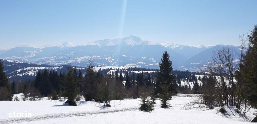 Vand teren 47.8 HA intravilan + extravilan Moisei/Viseu - 2