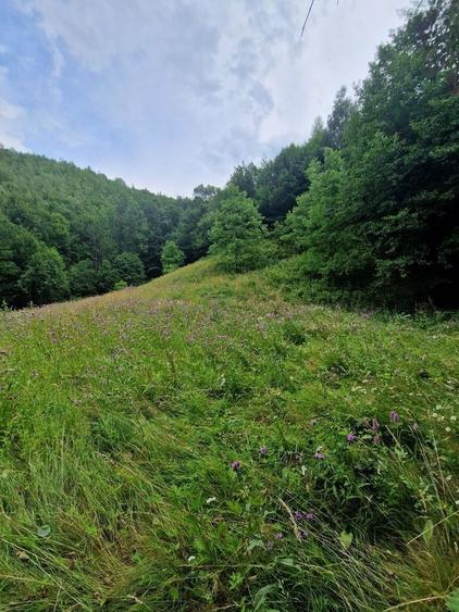 Ocazie! Teren intravilan Bulz-Munteni - 5