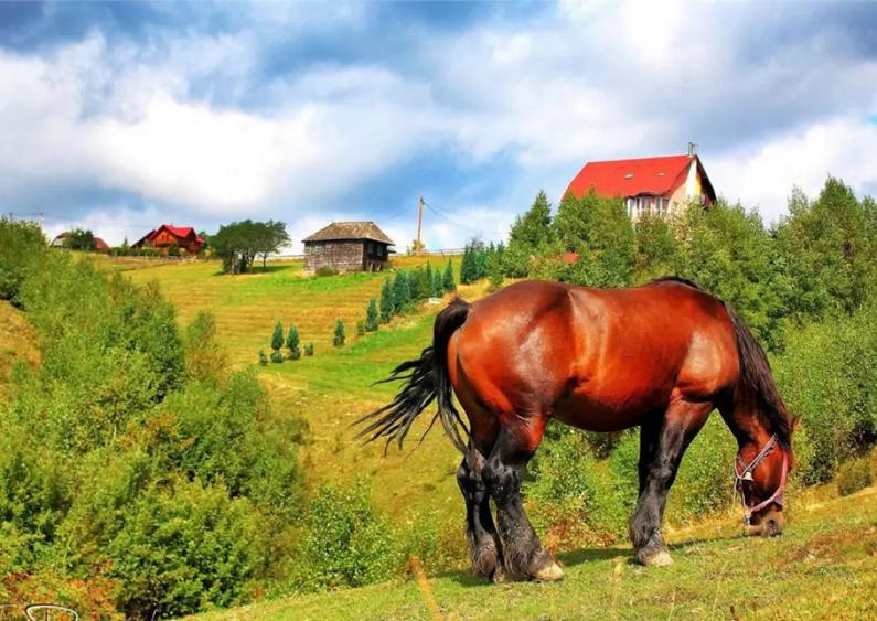 Resedinta pensiune, in areal privilegiat. cu 1.000 mp teren - 9