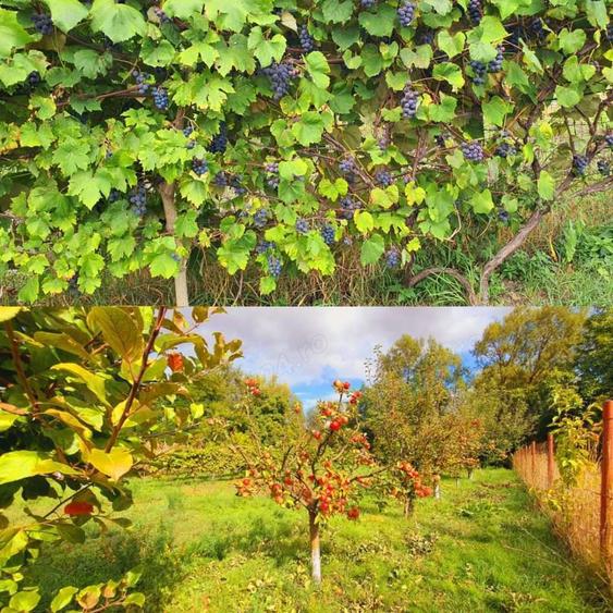 Vand casa la alb. - 4