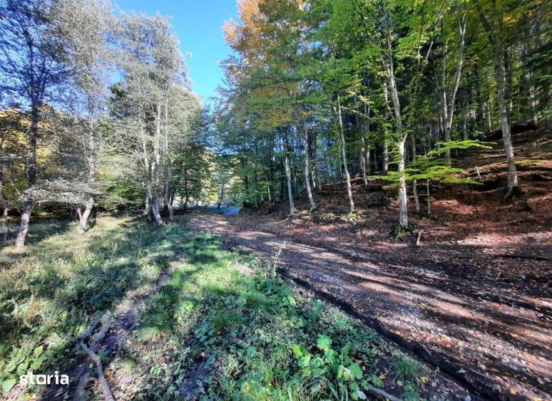 Teren extravilan , 7160 metri Cod:160785 - 3