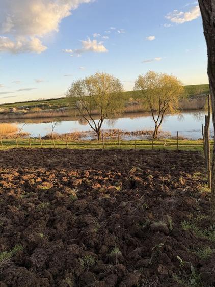 Teren de vanzare Walter Maracineanu Comuna Iepuresti judet Giurgiu - 8