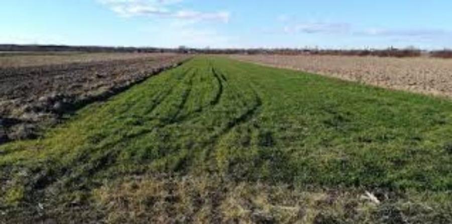 5 ha teren agricol la Plesoi judetul Dolj - 1