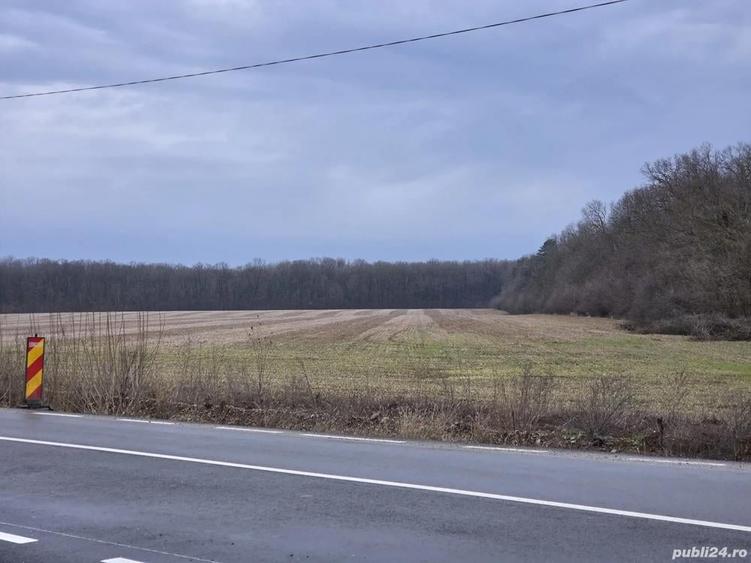 Teren 15000 mp intr. in Scrovistea langa Snagov - 3