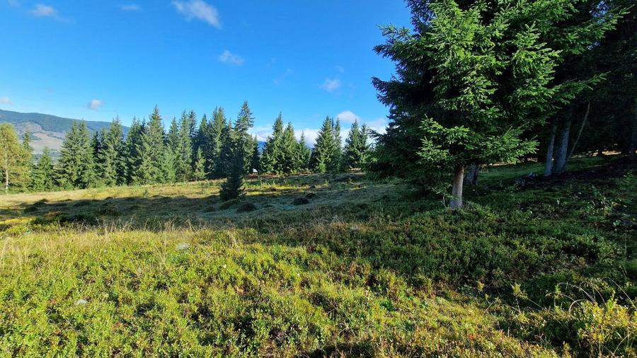 Teren intravilan in Bucovina, Dorna Arini - 5