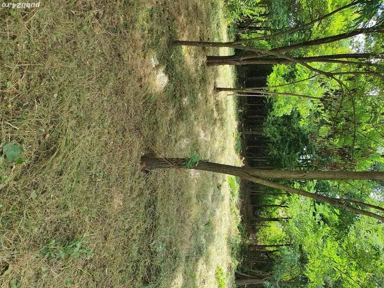 vind teren intravilan ,,URGENT'' - 2