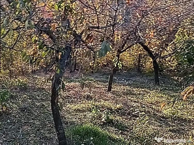 Casa batraneasca - 16