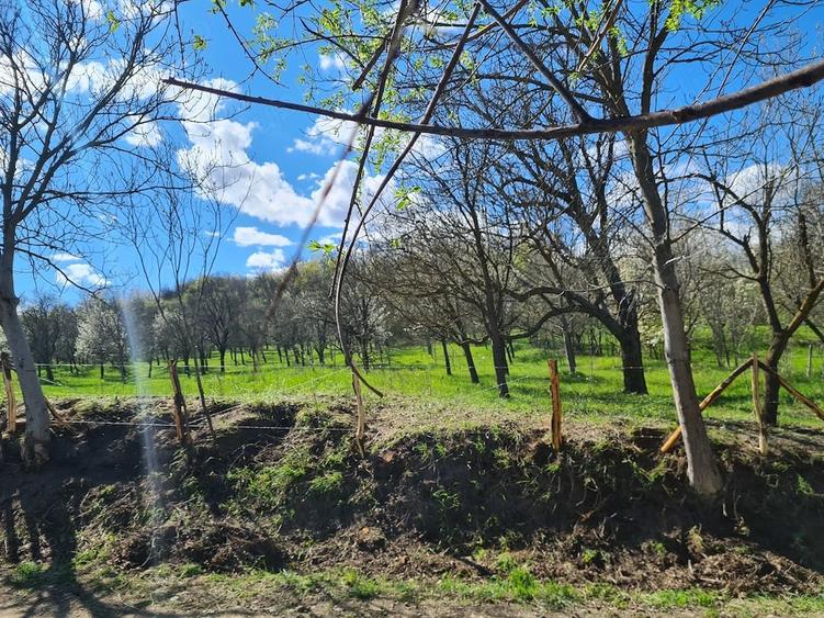 Vand teren in Com . Dumitresti, Jud. Vrancea - 6