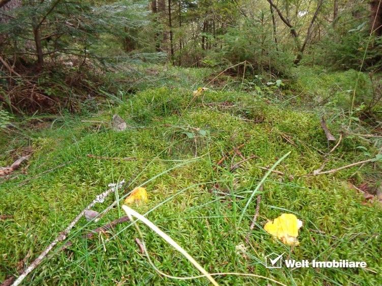 1.6 ha de padure cu poienita, parau la limita curtii, cabana pentru trei familii - 1