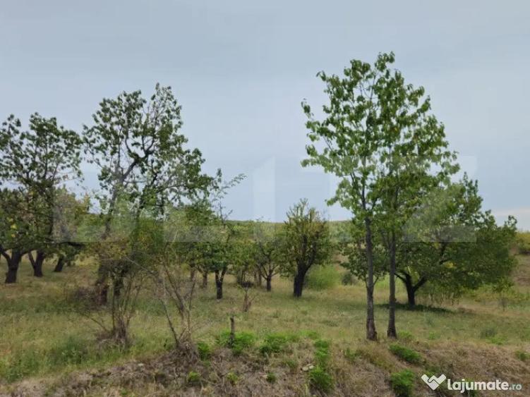 Teren extravilan 17524 mp, expunere sudica, Viforata - 7