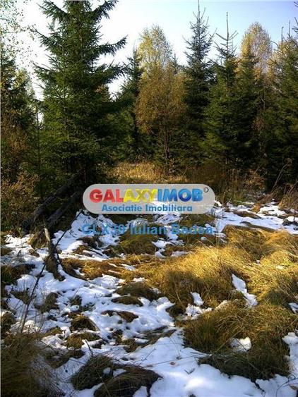 Teren pentru Complex Turistic - 12 730 mp  - Vatra Dornei - 9