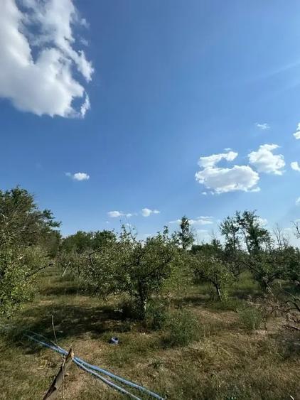 Casă cu 5 camere | Pivniță și Livada | Aproape de București | - 9