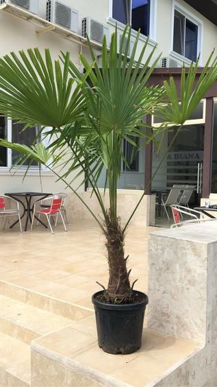 VILA 11 camere de inchiriat Mamaia zona Butoaie Summerland - 5