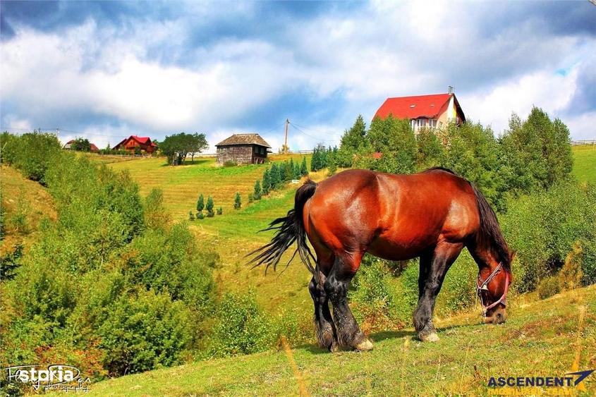 Pensiune resedinta, cu 1.000 mp teren, Pestera, Brasov - 16