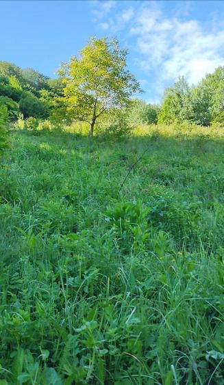 Teren Valea Cernei Baile Herculane - 7