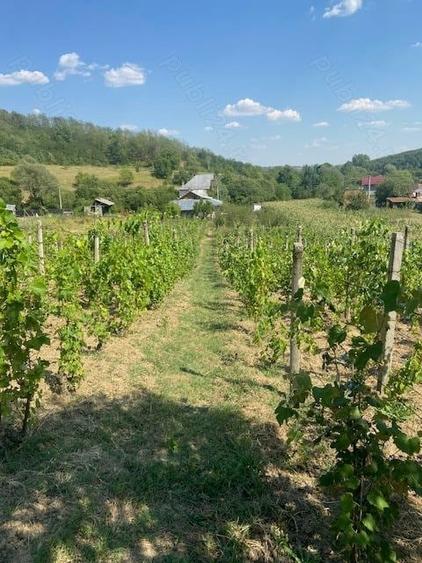 Vand casa Dragasani, Carcadiesti - 7