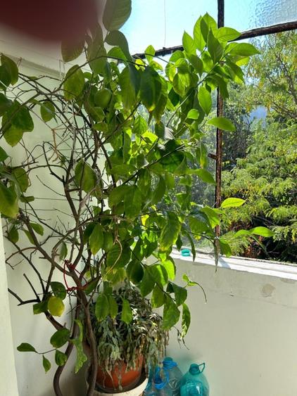 Apartament 3 camere, 67 mp, zona Simplon - 4