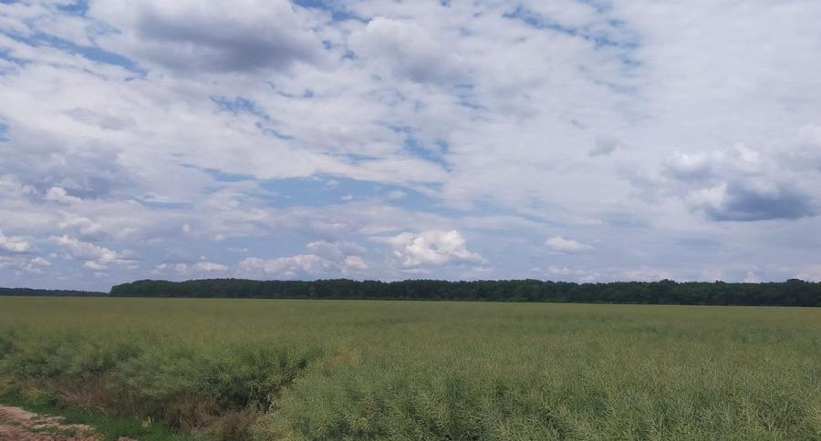 MOARA VLASIEI TEREN 21000 mp IDEAL INVESTITIE - 5