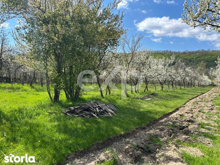 Casa la tara cu teren 3940 mp si livada zona linistita - 8
